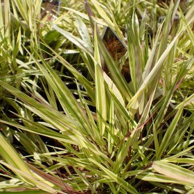 Hakonechloa 'Mulled wine'
