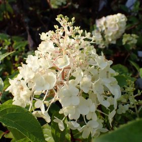 Metličasta hortenzija 'Hercules'