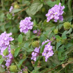 Lantana 'Lila'