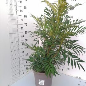 Mahonia eury. Nara Hiri