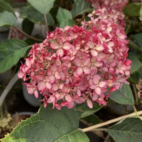 Hortenzija 'Ruby Annabelle'