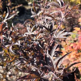 Japanski javor 'Skeeter's Broom'
