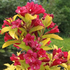 Weigela 'Olympiade'