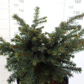 Picea 'Karel'