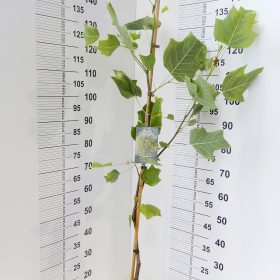 AUREOMARGINATUM