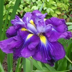 Iris 'Dinner Plate Blueberry Pie'