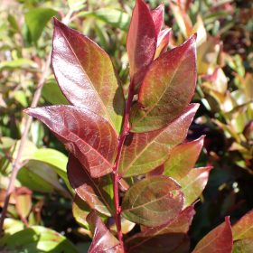 Indijska lila 'Enduring Summer Red'
