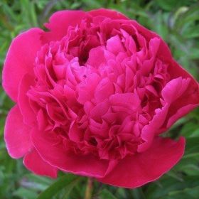 Božur 'Felix Crousse'