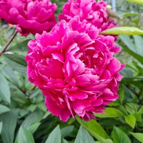 Božur 'Gilbert Barthelot'