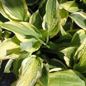 Hosta 'Captain's Adventure'