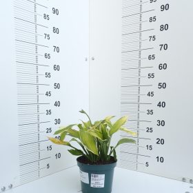 HOSTA CAPTAIN'S ADVENTURE