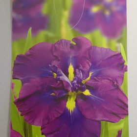 Iris 'Dinner Plate Blueberry Pie'
