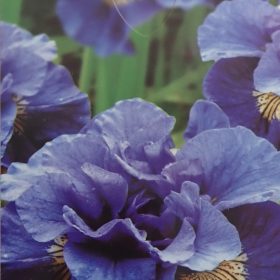 Iris 'Concord Crush'