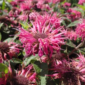 monarda balmy rose