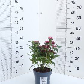 MONARDA BALMY ROSE