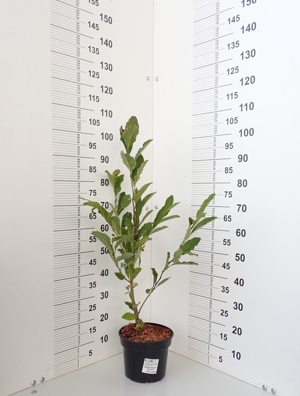 Magnolia 'Royal Star' - Slika 3