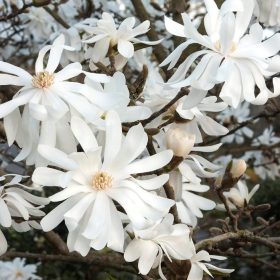 Magnolia 'Royal Star'