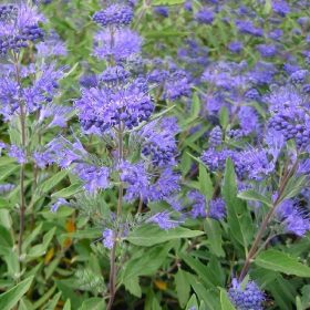 Kariopteris 'Heavenly Blue'