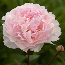Božur 'Koningin Wilhelmina'
