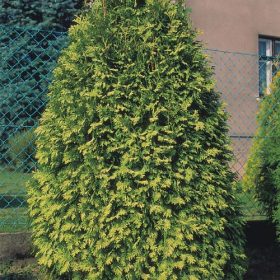 Wareana Lutescens