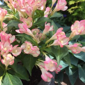 Weigela 'All Summer Peach'