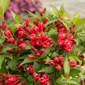 Weigela 'All Summer Red'