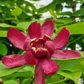 Calycanthus 'Aphrodite'