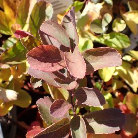 Spiraea betulifolia