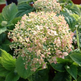 Hortenzija 'BellaRagazza®Blanchetta'