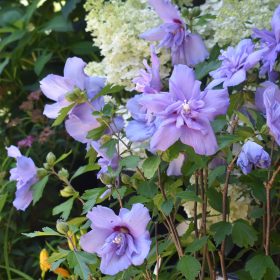 Hibiskus 'Blue Chiffon'