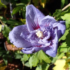 Hibiskus 'Blue Chiffon'