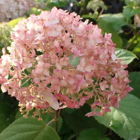 Hortenzija 'Candybelle Bubblegum'