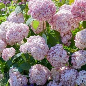 Hortenzija 'Candybelle Bubblegum'