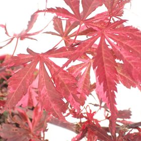 Japanski javor 'Extravaganza'