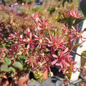 Heptacodium 'Tianshan'
