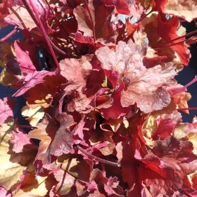 HEUCHERA RIO1