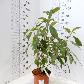 HYDRANGEA VILLOSA