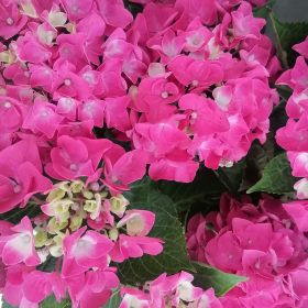 Hortenzija 'Raspberry Lemonade'