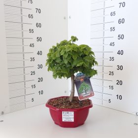 Velelisna lipa 'Compacta'