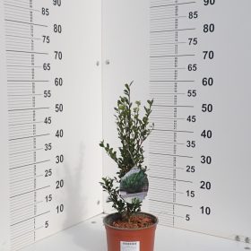 LUXUS GLOBE 10