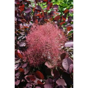 Rujevina 'Magical Red Fountain'