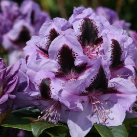 Rododendron 'Metallica'