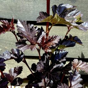 Physocarpus 'Midnight'