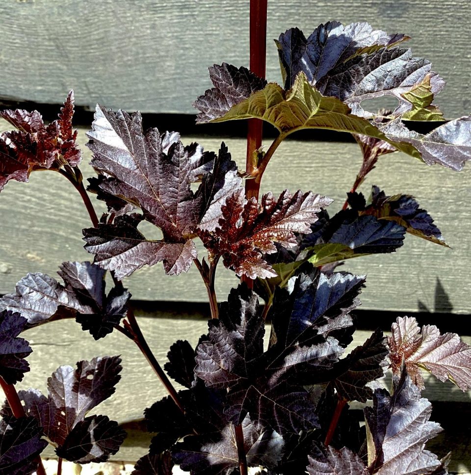 Physocarpus 'Midnight'