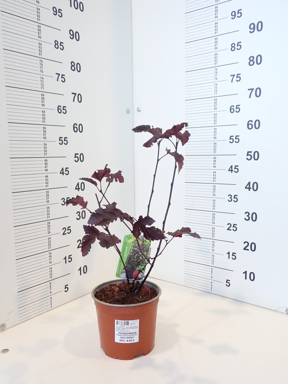 Physocarpus 'Midnight' - Slika 2