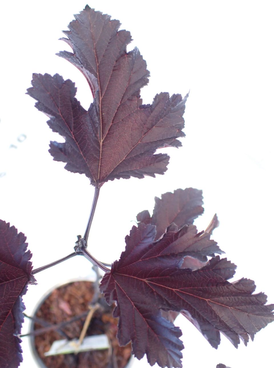 Physocarpus 'Midnight' - Slika 3
