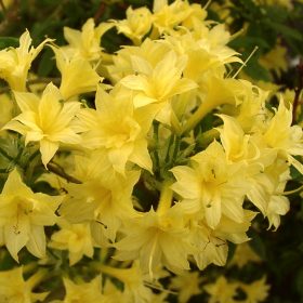 Azalea 'Narcissiflora'