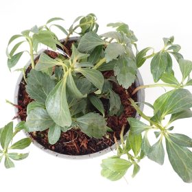 Pahisandra 'Green Carpet'