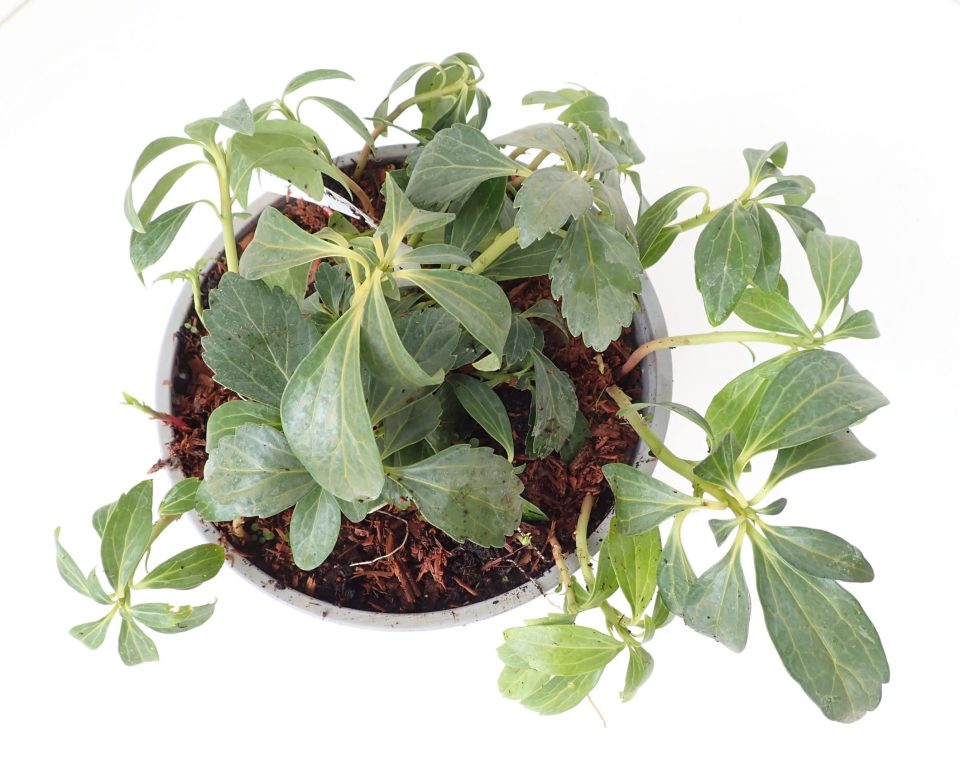 Pahisandra 'Green Carpet'