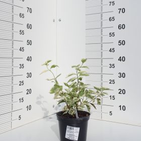 PAJASMIN VARIEGATUS